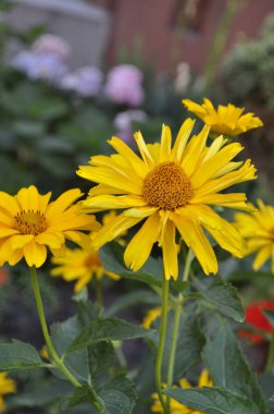 Sarı Rudbeckia Goldsturm ve Coneflower Daimi Bahçe Çiçeği