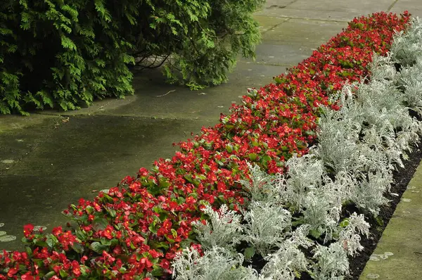 Stock image Begonia semperflorensis is a species of flowering plant in the family Begoniaceae