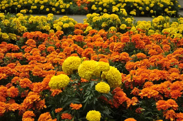 stock image Golden and Orange Marigold Bloom Colorful Marigold Explosion