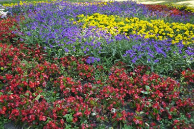 Flowerbed in the form of a flower bed with different flowers clipart