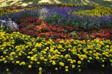 Çiçek tarlası şeklinde, farklı çiçeklerle.