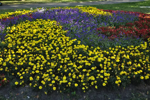 stock image Flower Bed with Yellow and Purple Flowers