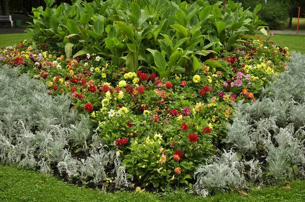 stock image Flowerbed in the garden with various flowers and plants. 