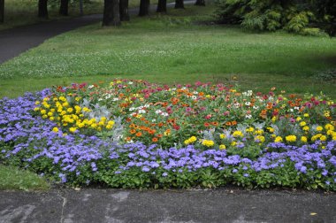 Bahçede çeşitli çiçekler ve bitkilerle çiçeklenmiş.. 
