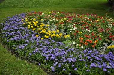 Bahçede çeşitli çiçekler ve bitkilerle çiçeklenmiş.. 