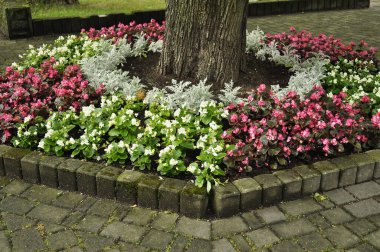 Burgundy Yaprakları ve Çiçek Yatağı 'nda Gümüş Toz Senecio ile Pembe Begonya