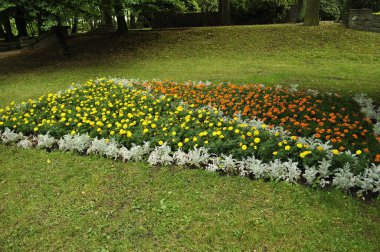  Çiçek açan sarı ve turuncu kadife çiçekleri çeşitli çiçek ve bitkilerle dolu bahçede.. 