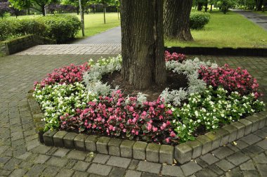 Bahçede çeşitli çiçekler ve bitkilerle çiçeklenmiş. Burgundy Yaprakları ve Çiçek Yatağı 'nda Gümüş Toz Senecio ile Pembe Begonya