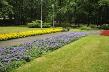  Çiçek açan sarı ve turuncu kadife çiçekleri çeşitli çiçek ve bitkilerle dolu bahçede.. 