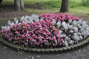 Burgundy Yaprakları ve Çiçek Yatağı 'nda Gümüş Toz Senecio ile Pembe Begonya