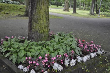 Burgundy Yaprakları ve Çiçek Yatağı 'nda Gümüş Toz Senecio ile Pembe Begonya
