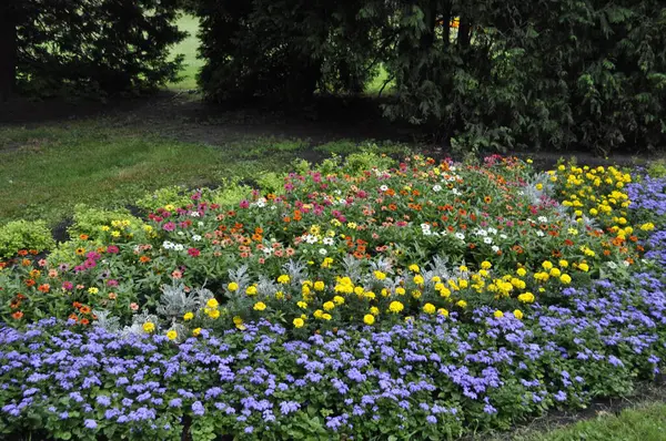 stock image Flowerbed in the garden with various flowers and plants. 