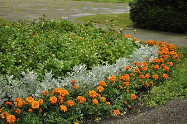 stock image Flowerbed in the garden with various flowers and plants. 