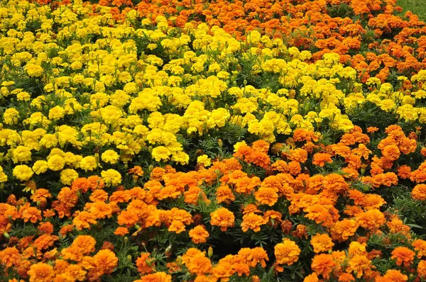 stock image  Yellow and Orange Marigolds in Bloom