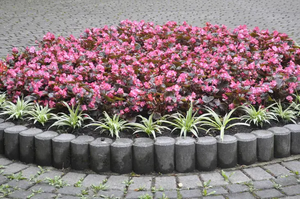 stock image Vibrant Circular Flower Bed with Pink Begonias and Lush Green Chlorophytum