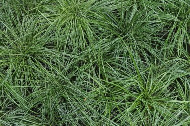 Thuja dalları bahçede, yakın plan, doğal arka plan.