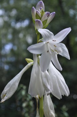 White Hosta Flower with Lush Green Foliage in a Garden clipart