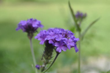 Vibrant Verbena Plant with Clusters of Colorful Blooms clipart