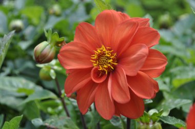 Orange Dahlia flower in the garden. Selective focus with shallow depth of field. clipart