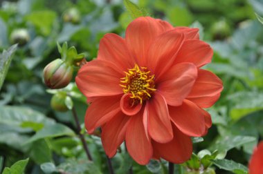 Orange Dahlia flower in the garden. Selective focus with shallow depth of field. clipart