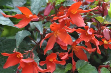 Begonya semperflorensis, Begoniaceae familyasından bir bitki türü..