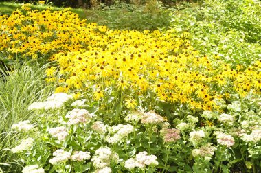 Siyah gözlü Susan (Rudbeckia hirta)