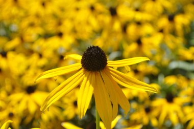 Siyah gözlü Susan (Rudbeckia hirta)