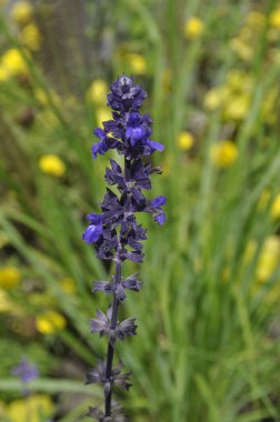 Salvia officinalis (Lavandula officinalis)