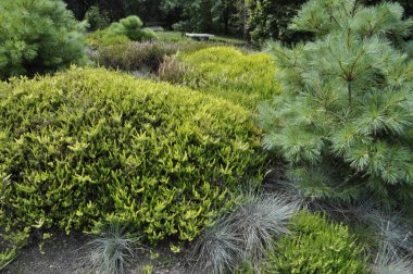 Kozalaklı çiçekli Süslü Evergreen Bitkileri