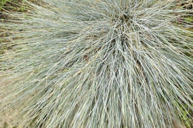 Bahçedeki yeşil çimenler. Doğal Habitat 'ta (Motacilla flava thunbergi) gri başlı Wagtail' in arka planı veya dokusu