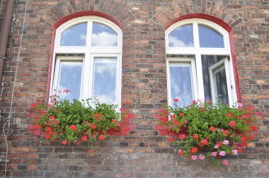 Polonya 'nın Katowice şehrinde çiçekli bir pencere. Sarmaşık bir evin duvarında büyüyor. 