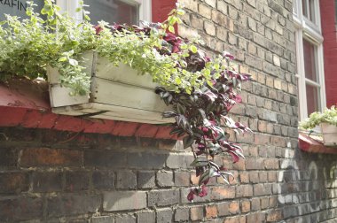 Polonya 'nın Katowice şehrinde çiçekli pencere.