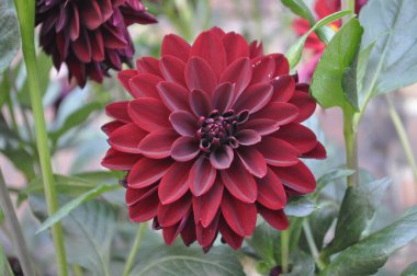 Anemonopsis dahlia, yumuşak pembe, mor veya beyaz yapraklı, yıldız şeklinde narin bir çiçektir. Bahçeler ve çiçekler için mükemmeldir. Her ortama bir güzellik katar.