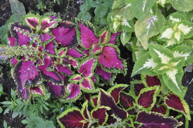 Renkli yapraklı canlı Coleus Bitkisi