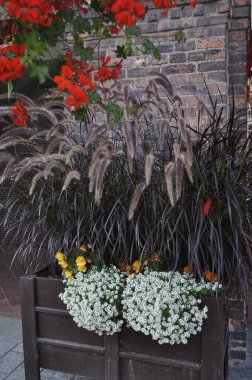 Pennisetum setaceum 'Rubrum' Beautiful Seedling in Pot Ornamental Grasses clipart