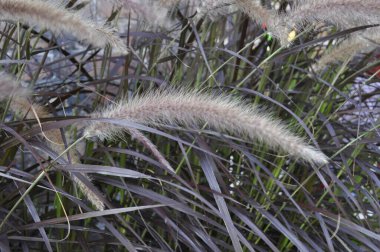 Pennisetum setaceum 'Rubrum' Ot Süs Çimenlerinde Güzel Seedling