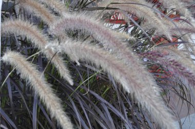 Pennisetum setaceum 'Rubrum' Beautiful Seedling in Pot Ornamental Grasses clipart