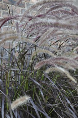 Pennisetum setaceum 'Rubrum' Ot Süs Çimenlerinde Güzel Seedling