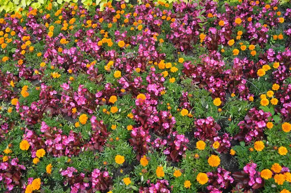 stock image Flower Bed with Pink Begonias