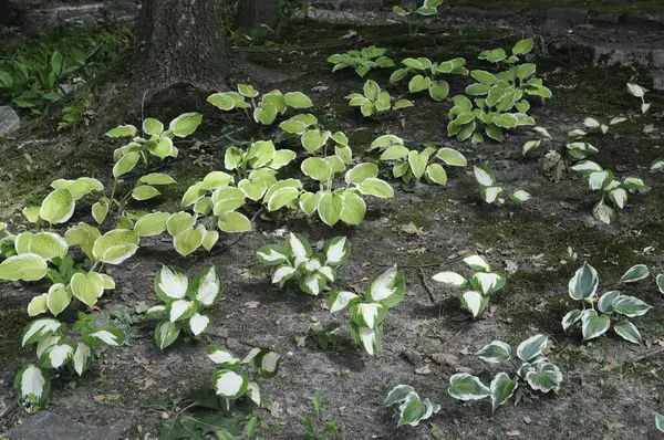 stock image Hosta plant in a garden flower bed