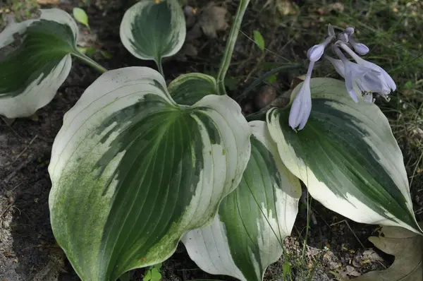 stock image Hosta plant in a garden flower bed