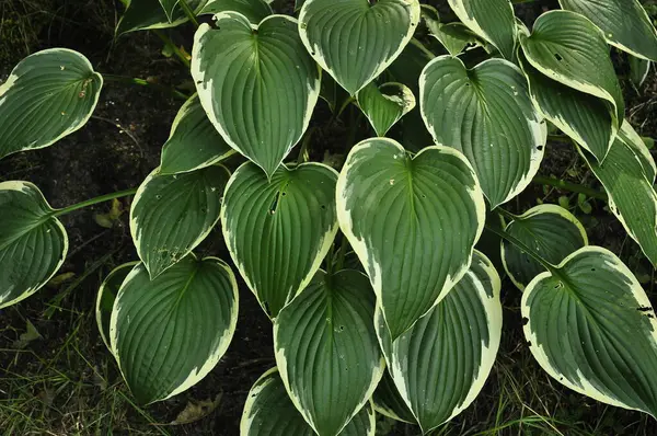 stock image Hosta plant in a garden flower bed