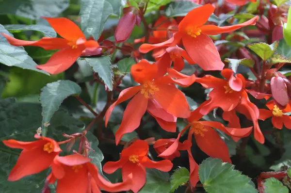 stock image Begonia semperflorensis is a species of flowering plant in the family Begoniaceae.