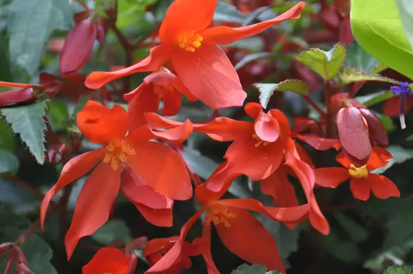 stock image Begonia semperflorensis is a species of flowering plant in the family Begoniaceae.