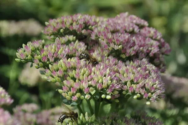 stock image Sedum Carpaticum (Carpathian Stonecrop) with Succulent Foliage and Yellow Flowers