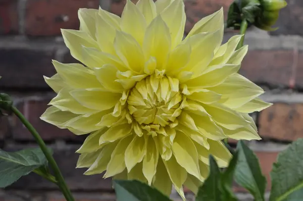 stock image Bright Yellow Dahlia Garden Flower