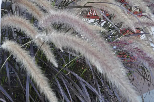 stock image Pennisetum setaceum 'Rubrum' Beautiful Seedling in Pot Ornamental Grasses