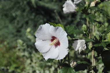  Hibiscus Çiçeği - Hibiscus Syriacus, Dekoratif Sağ Çalı