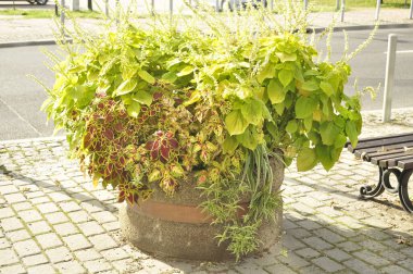 Flowerbed in the garden with a variety of plants and flowers Vibrant Flowers Vibrant Coleus Plant with Colorful Foliage clipart