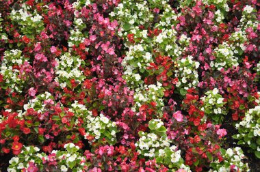 White and Red Begonias in Park clipart